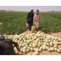 بذور شمام صيني صنف رد كوين