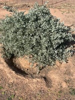 بذور رغل الإسترالي العدسي العملاق