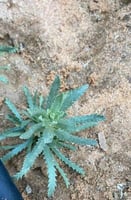 بذور القيصوم