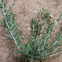 بذور القيصوم