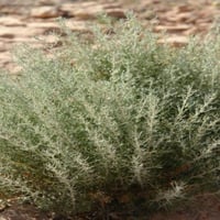 بذور نبات الشيح