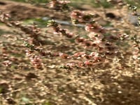 بذور الروثه الرعويه