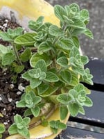 بذور الزعتر البلدي