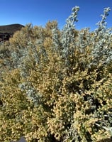 بذور البعيثران