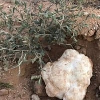 بذور الرقروق - القصيص المصاحب للكمأة أو الفقع ( He...