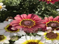 بذور قحوان متعدد الالوان كاريناتيد