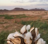 بذور القطن المعمر