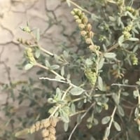 بذور الرقروق - القصيص المصاحب للكمأة أو الفقع ( He...