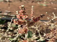 بذور الروثه الرعويه