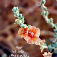 بذور الروثه الرعويه