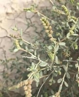 بذور الرقروق - القصيص المصاحب للكمأة أو الفقع ( He...