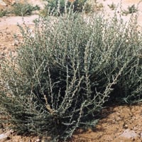 بذور الروثه الرعويه