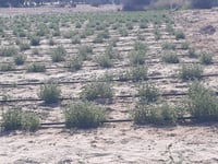 بذور الرقروق منبت الفقع