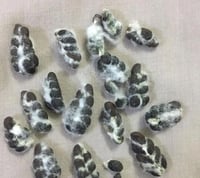 بذور القطن المعمر