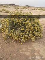 بذور القيصوم