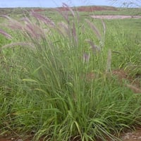 بذور عشبة الحلفاء - النافورة ( Pennisetum Setaceum...