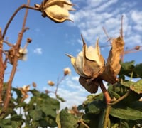 بذور القطن المعمر