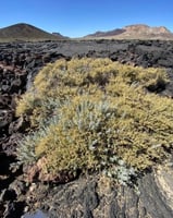 بذور البعيثران