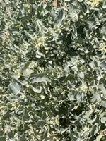 بذور رغل الإسترالي العدسي العملاق