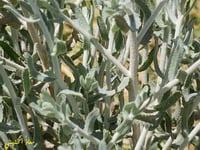 بذور القيصوم