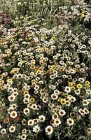 بذور قحوان متعدد الالوان كاريناتيد