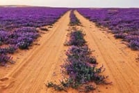 بذور الخزامى