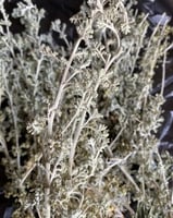 بذور البعيثران