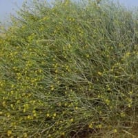 بذور نبات العرفج