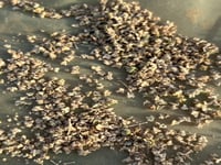 بذور الرغل البري الرعوي