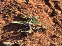 بذور الرغل البري الرعوي