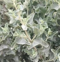 بذور الرغل البري الرعوي