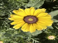 بذور قحوان متعدد الالوان كاريناتيد