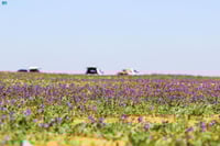 بذور الخزامى