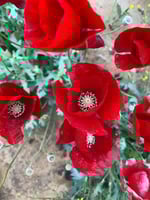 بذور الديدحان لاحمر