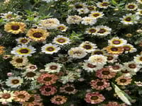 بذور قحوان متعدد الالوان كاريناتيد