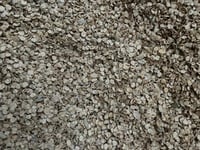 بذور رغل الإسترالي العدسي العملاق