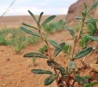 بذور الرقروق - القصيص المصاحب للكمأة أو الفقع ( He...