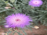 بذور عنبر الزهور