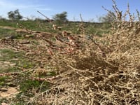 بذور الروثه الرعويه