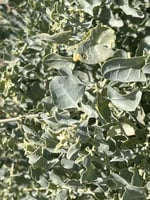 بذور رغل الإسترالي العدسي العملاق