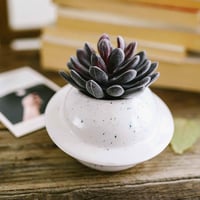 إناء نبتة كوكب