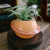 إناء نبتة كوكب