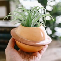 إناء نبتة كوكب