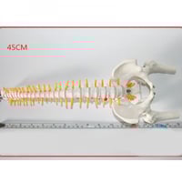 نموذج العمود الفقري القطني المرن للكبار ، 45 سنتيم...