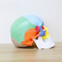 نموذج رأس ملون 19*15*21 سنتيمتر -Human skull model