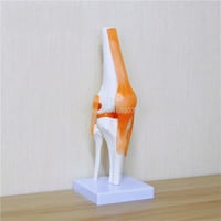 نموذج تشريح لمفاصل الركبة - Anatomy model of the k...