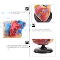 نموذج تشريح القلب Cardiac anatomy model