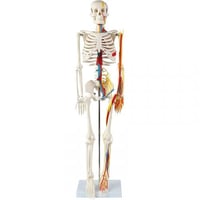 نموذج هيكل عظمى طول 85 سم