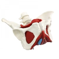 نموذج تشريح عضلات حوض الانثي