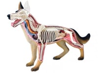 نموذج تشريحي للكلب الطبي هيكل عظمي رباعي الأبعاد